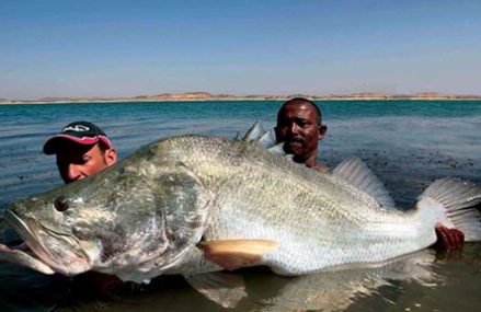 Nile perch fisheries in Lake Victoria